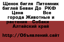 Щенок бигля. Питомник биглей Беван-До (РКФ) › Цена ­ 20 000 - Все города Животные и растения » Собаки   . Алтайский край